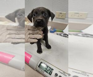 Labrador Retriever-Unknown Mix Dogs for adoption in Corpus Christi, TX, USA