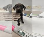Small Labrador Retriever Mix