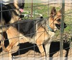 Small Photo #6 German Shepherd Dog Puppy For Sale in Rockdale, TX, USA