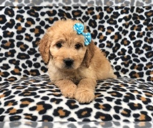 Goldendoodle Puppy for sale in LAKELAND, FL, USA