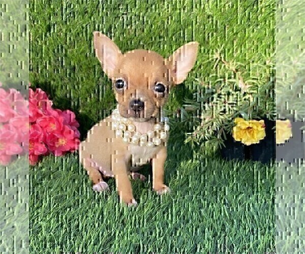 Medium Photo #2 Chihuahua Puppy For Sale in MIAMI, FL, USA