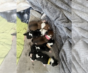 Basset Hound Puppy for sale in ESPANOLA, NM, USA