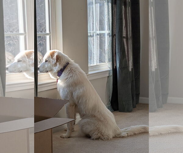 Medium Photo #4 Great Pyrenees Puppy For Sale in Spring, TX, USA