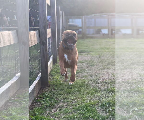 Medium Photo #5 Boxer Puppy For Sale in Burnsville, MN, USA