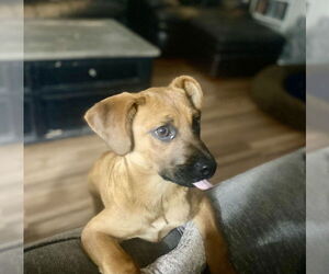 Misty - Female Black Mouth Cur-Unknown Mix Dog for Adoption - Photo #8