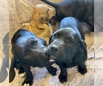 Small Photo #1 American Bandogge mastiff Puppy For Sale in FORT GARLAND, CO, USA