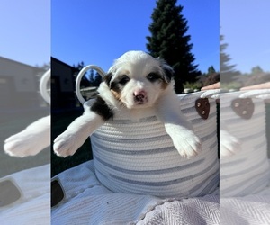 Australian Shepherd Puppy for sale in AUBURN, WA, USA