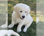 Small Photo #3 English Cream Golden Retriever Puppy For Sale in CHESTERFIELD, MI, USA