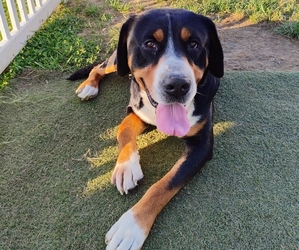 Father of the Greater Swiss Mountain Dog puppies born on 11/17/2025