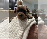 Small #8 Yorkshire Terrier