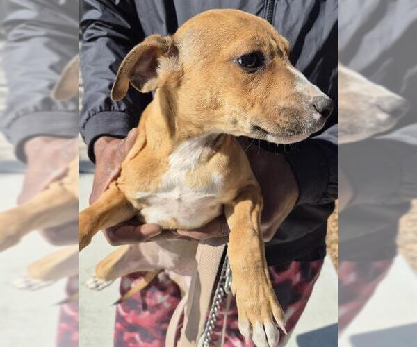 Medium Photo #1 Mutt Puppy For Sale in San Antonio, TX, USA