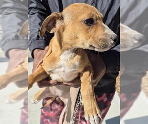 Mutt Dogs for adoption in San Antonio, TX, USA