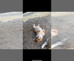 Puppy Puppy 3male Pembroke Welsh Corgi