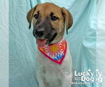 Small Labrador Retriever Mix