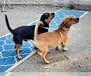 Luis and Leo - Male Chihuahua Dog for Adoption - Photo #3