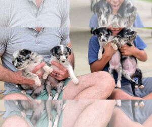 Border-Aussie Dogs for adoption in Fultonham, NY, USA
