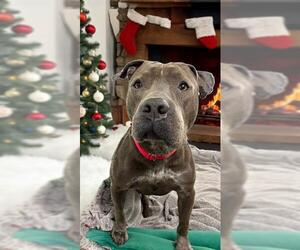 American Staffordshire Terrier Dogs for adoption in Fort Lauderdale, FL, USA