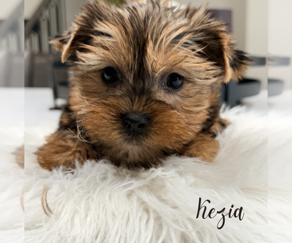Medium Photo #10 Yorkshire Terrier Puppy For Sale in ADDISON, IL, USA