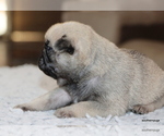 Small #15 Pug
