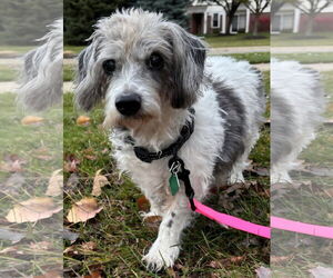 Medium Dachshund Mix