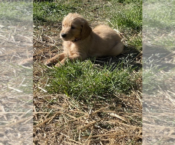 Medium Photo #13 Golden Retriever Puppy For Sale in SUMMERVILLE, SC, USA