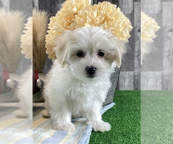 Medium Photo #2 Biton Puppy For Sale in CANOGA, NY, USA