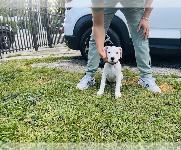 Medium Photo #6 Dogo Argentino Puppy For Sale in MIAMI, FL, USA