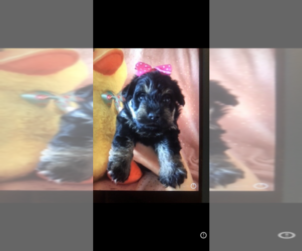 Medium Photo #2 Poodle (Toy)-Schnauzer (Miniature) Mix Puppy For Sale in SARASOTA, FL, USA