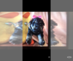 Small Photo #2 Poodle (Toy)-Schnauzer (Miniature) Mix Puppy For Sale in SARASOTA, FL, USA