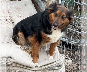 Mother of the Australian Shepherd puppies born on 05/20/2025