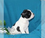 Small #2 Boston Terrier