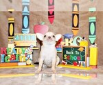 Puppy Bessie Chihuahua