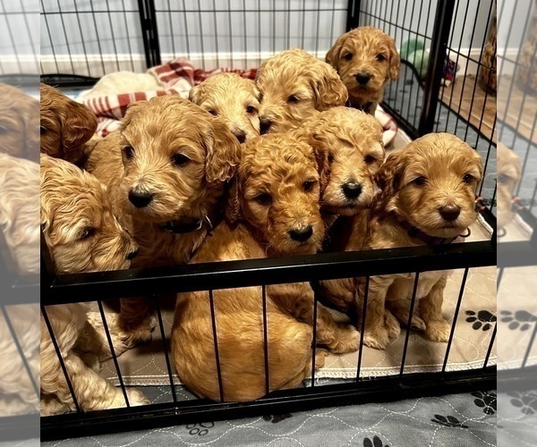 View Ad Goldendoodle Litter of Puppies for Sale near Rhode Island, NORTH KINGSTOWN, USA. ADN754033