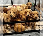 Small Photo #1 Goldendoodle Puppy For Sale in NORTH KINGSTOWN, RI, USA