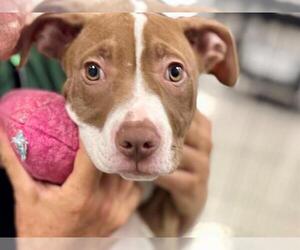 American Bulldog-Unknown Mix Dogs for adoption in Santa Rosa, CA, USA