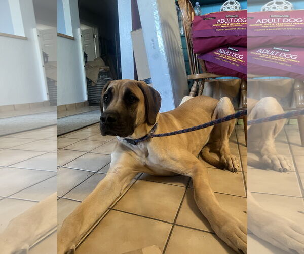 Medium Photo #2 Mutt Puppy For Sale in Goodyear, AZ, USA