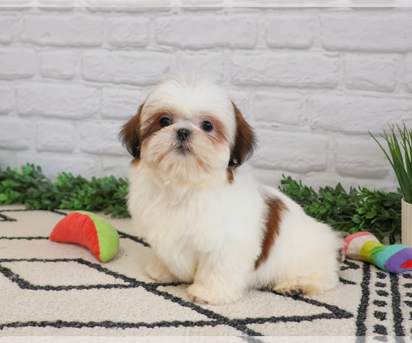 Medium Photo #10 Shih Tzu Puppy For Sale in SYRACUSE, IN, USA