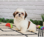 Small #9 Shih Tzu