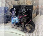 Small #15 Bluetick Coonhound Mix