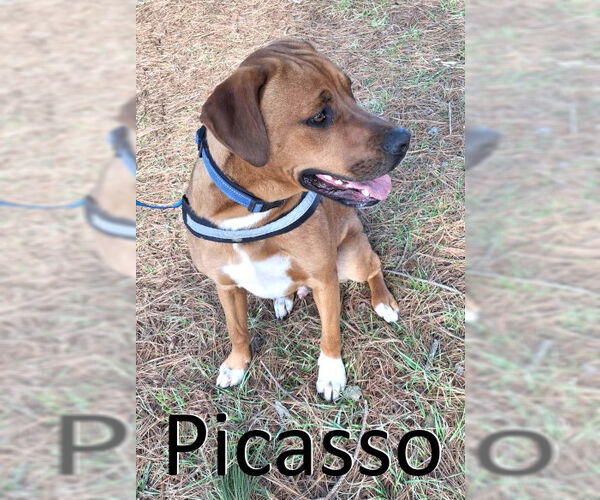 Medium Photo #21 Mountain Cur-Unknown Mix Puppy For Sale in Mountain View, AR, USA