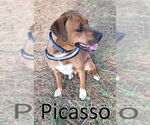 Small #20 Mountain Cur Mix