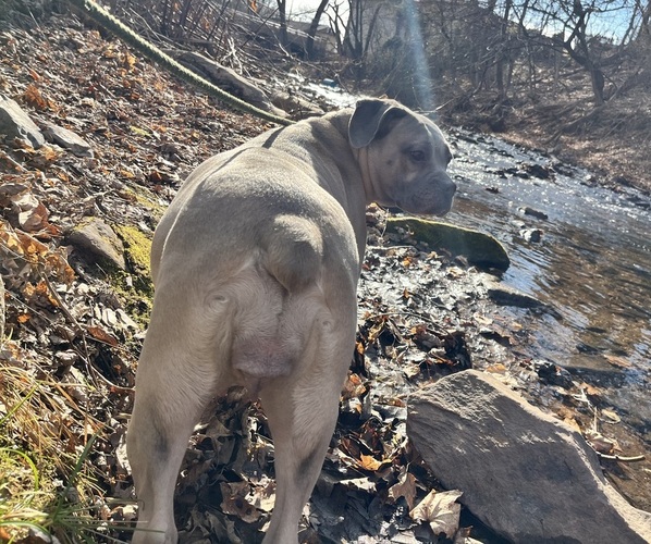 Medium Photo #1 Cane Corso-French Bulldog Mix Puppy For Sale in BIRDSBORO, PA, USA