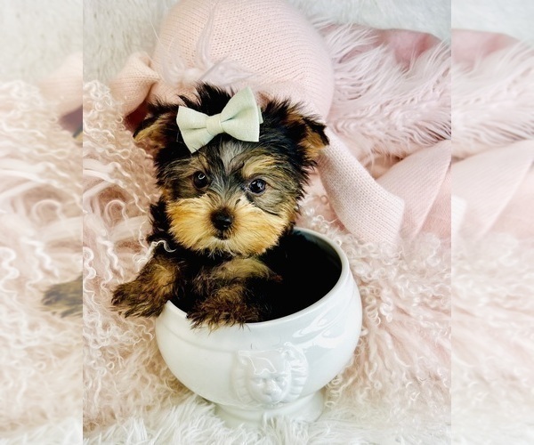 Medium Photo #8 Yorkshire Terrier Puppy For Sale in MIAMI BEACH, FL, USA