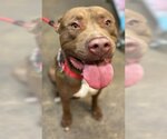 Small American Pit Bull Terrier Mix