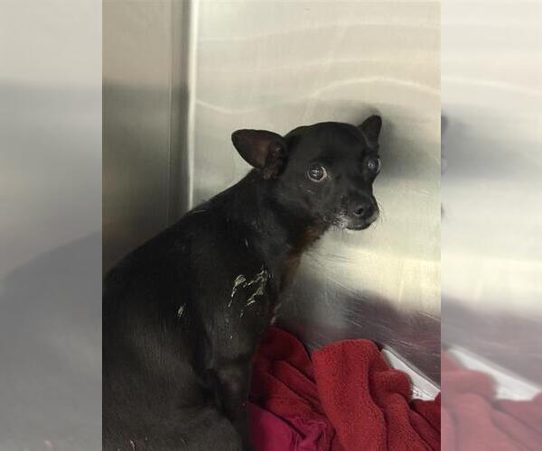 Medium Photo #1 Chihuahua-Unknown Mix Puppy For Sale in San Antonio, TX, USA