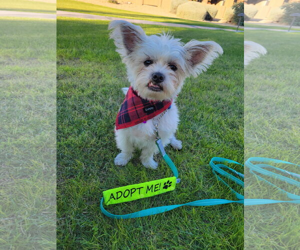 Medium Photo #5 Shih Tzu-Unknown Mix Puppy For Sale in Phoenix, AZ, USA