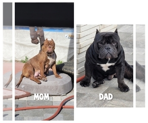 Father of the American Bully puppies born on 01/02/2024