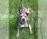Small American Pit Bull Terrier Mix