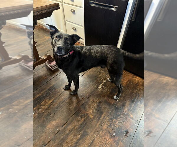 Medium Photo #11 Mutt Puppy For Sale in Boston, MA, USA