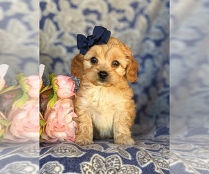 Cavachon-Poodle (Miniature) Mix Puppy for sale in AIRVILLE, PA, USA